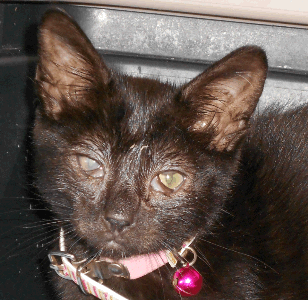 Feral cat eye sales infection treatment